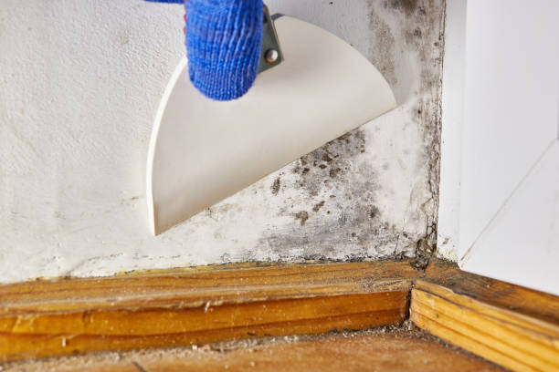 Best Emergency Mold Remediation  in Riverton, UT