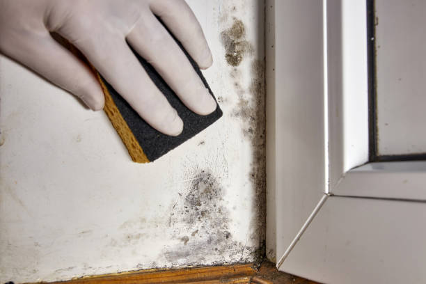 Best Mold Removal for HVAC Installations  in Riverton, UT