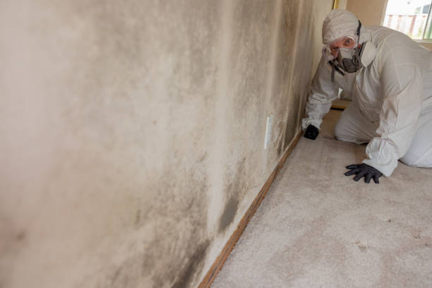 Environmental Consulting for Mold Prevention in Riverton, UT